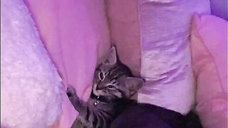 14VVS - Why Are U Homo (prod. Royalansem & Toren Berios)