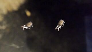 Unaware Giantess – Tinies in Roach Disguises vs the Huge Vacuum