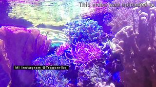 "The Lewd One" - Porn Story Audio