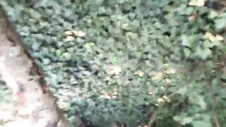Heather In nature's garb by a busy road
