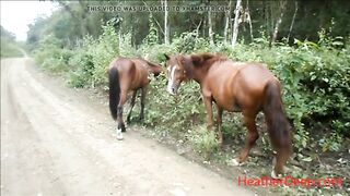 HD peeing next to horse in jungle