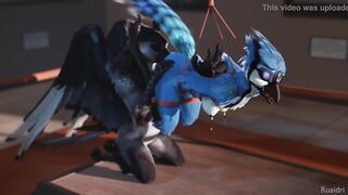 Furry avian - ruaidri