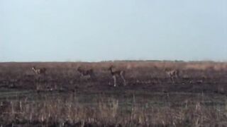 Dora La Frenesie Du Plaisir (1976)