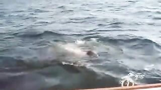 WIFEBUCKET - Amateur screw on a yacht