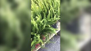 RICH STEP MAMMA UP PETTICOAT RISKY REAL MOMMY HOT PUBLIC DRIVING EXPOSED FLASHING HAWT CUNT UPLOAD $3.99 !!